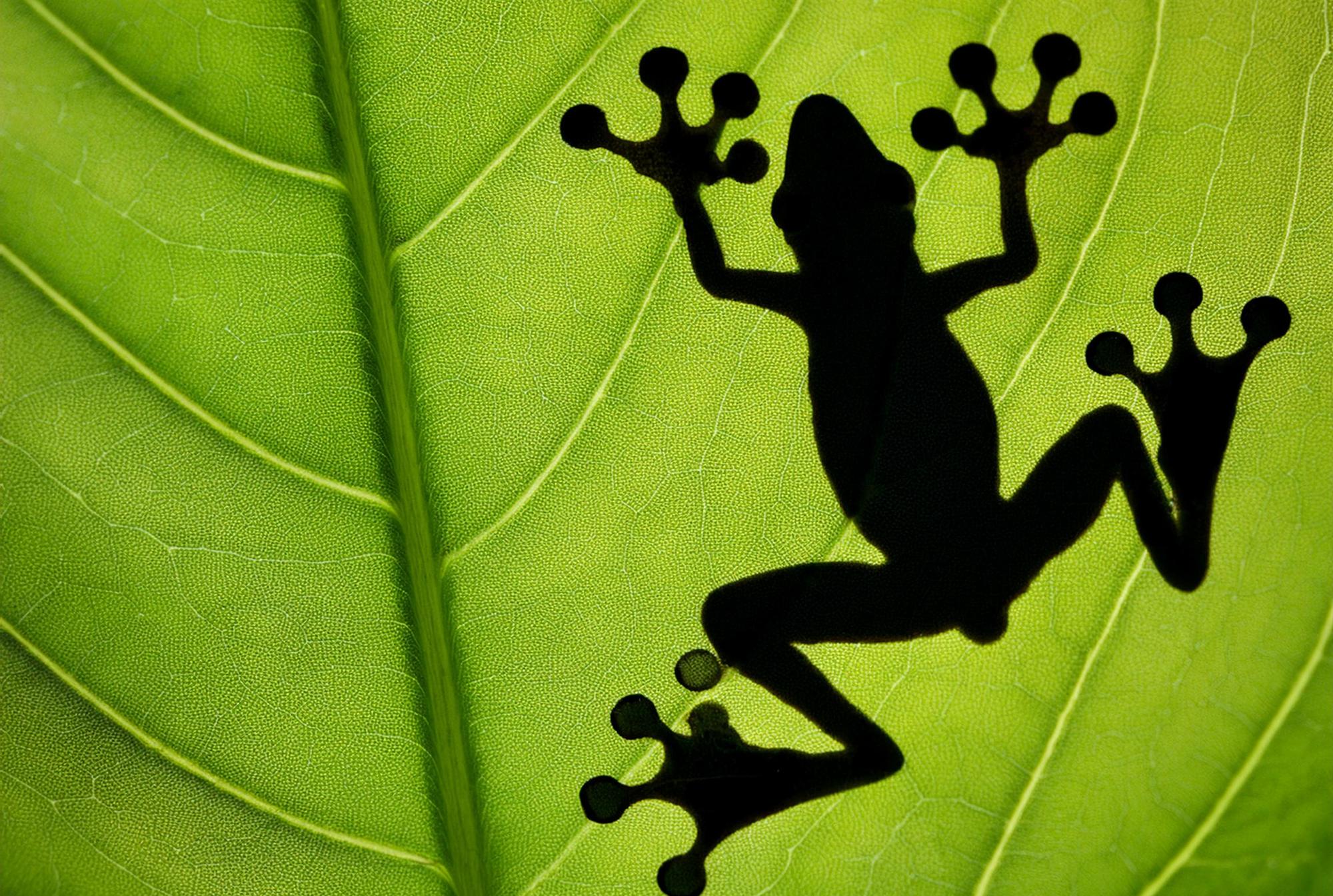 La méditation de la grenouille a-t-elle une dimension symbolique ?