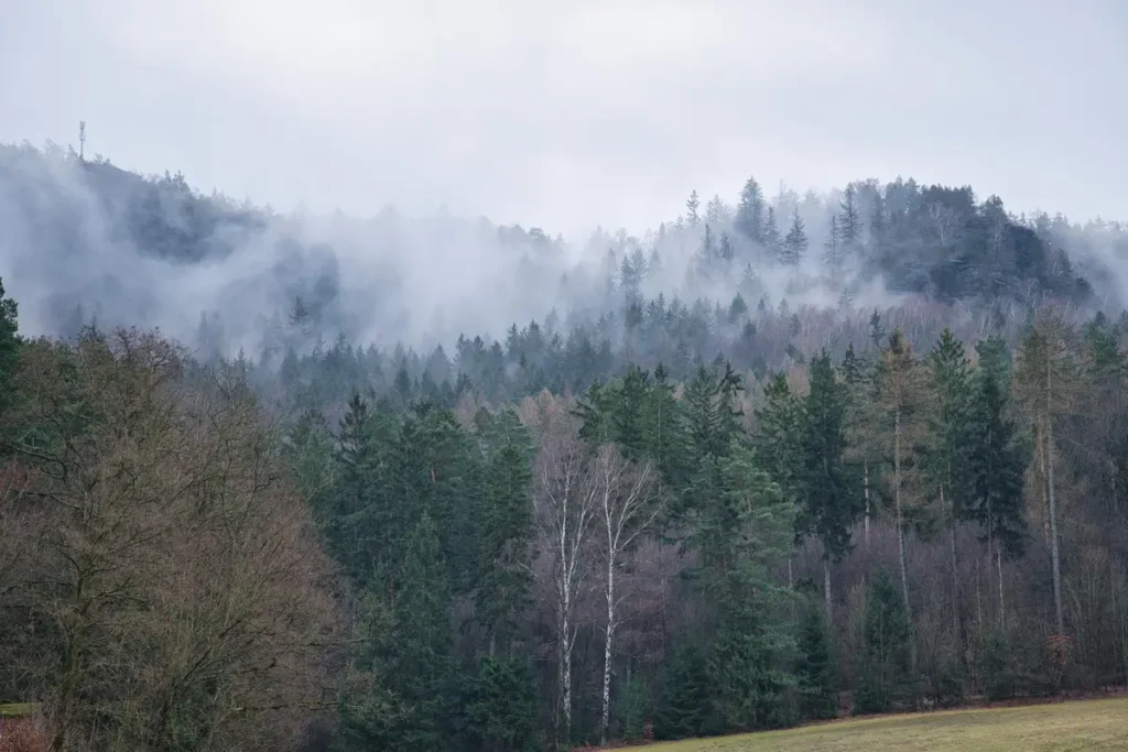 forêt Ardennes brume