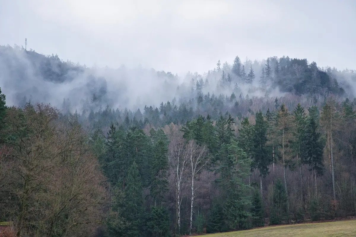 forêt Ardennes brume