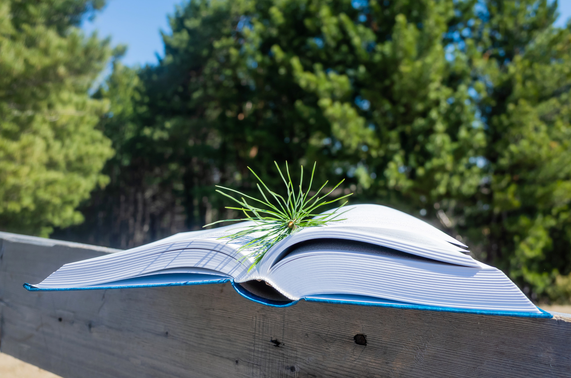 Quels poèmes lire quand on cherche la liberté ?